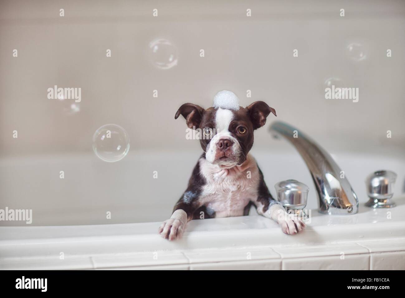 Boston Terrier puppy in bath with soap suds on head, looking at camera Stock Photo