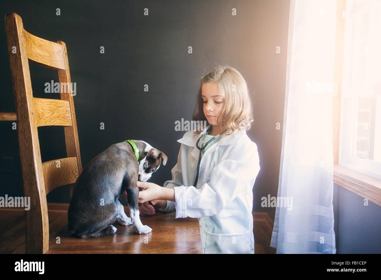 Girl dressed up as doctor kneeling tending to Boston terrier puppy sitting on chair Stock Photo