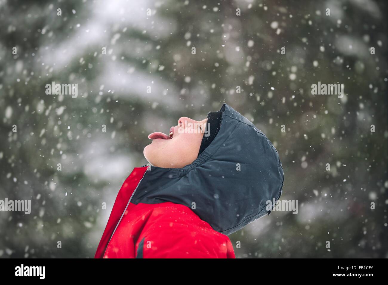 Side view of boy sticking out tongue catching snowflakes Stock Photo