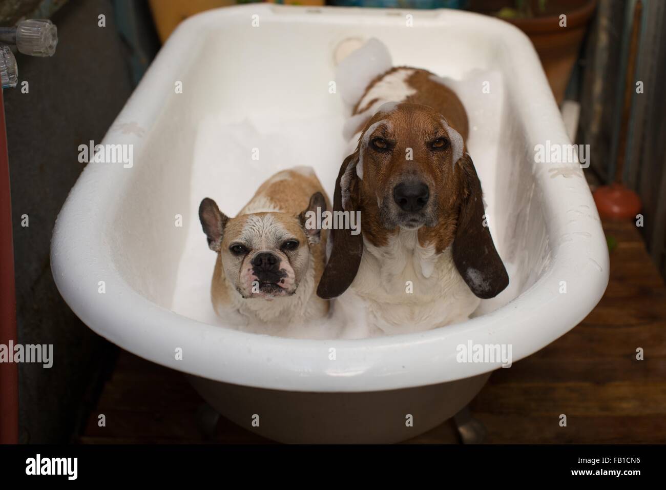 Basset Hound And French Bulldog In Bathtub Covered In Soap Suds