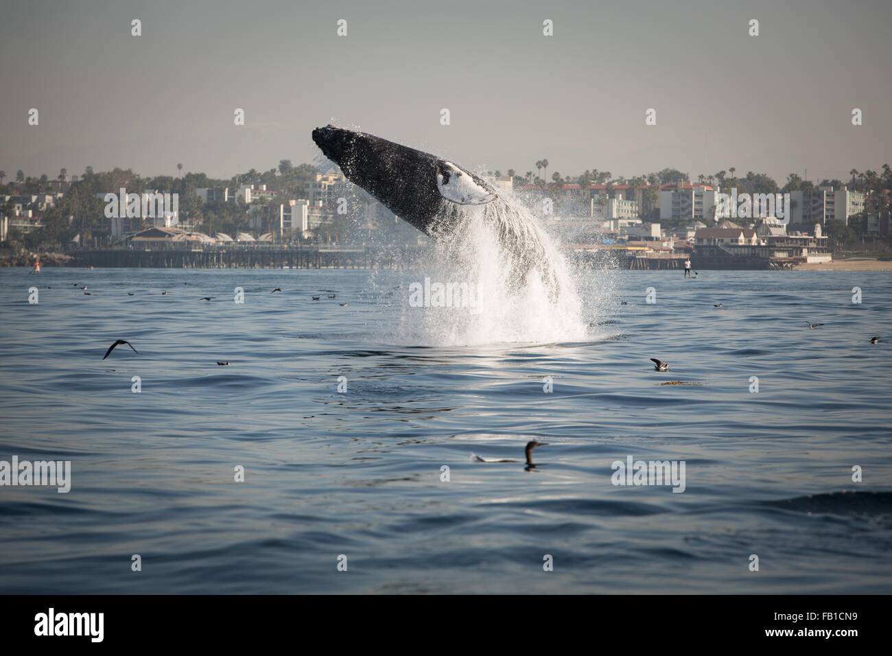 Side view of humpback whale breaching, West Coast, Pacific Ocean Stock Photo