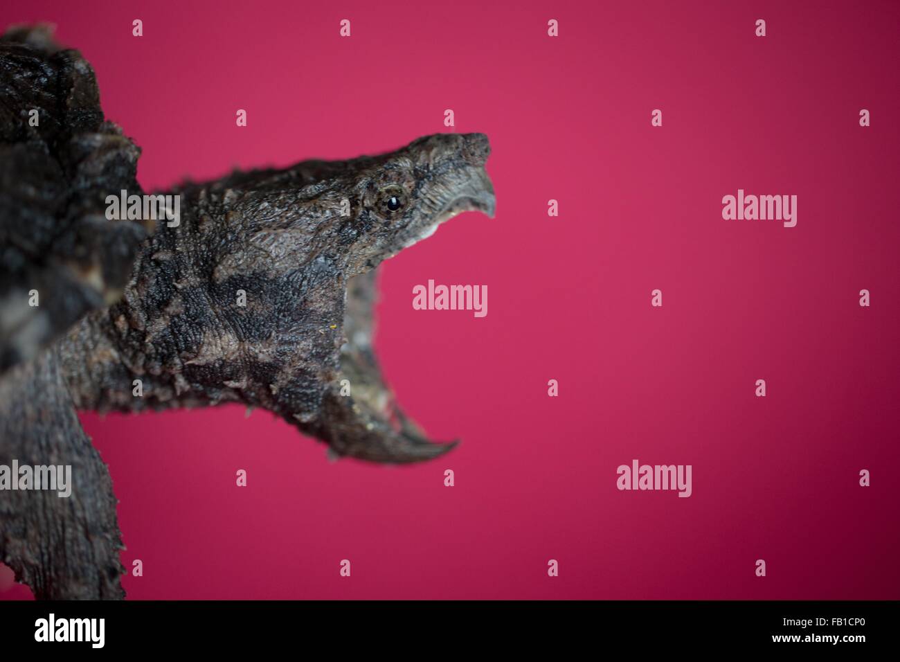 Side view of alligator snapping turtle open mouthed against red