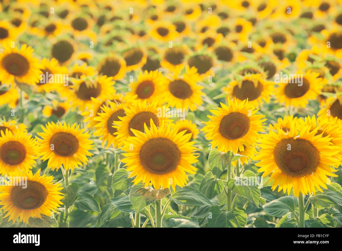 Full frame view of sunflower field Stock Photo
