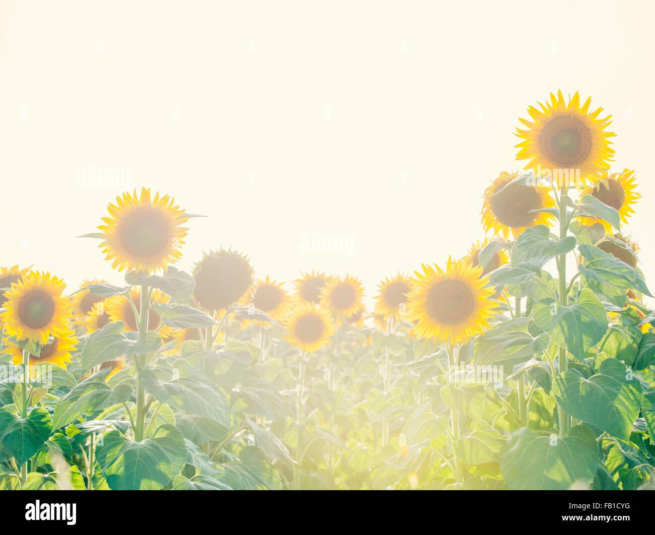 Sunlit sunflower field Stock Photo