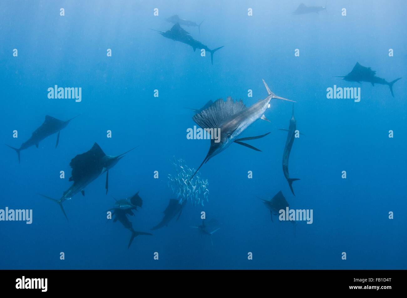 Underwater view of group of sailfish corralling sardine shoal, Contoy Island, Quintana Roo, Mexico Stock Photo