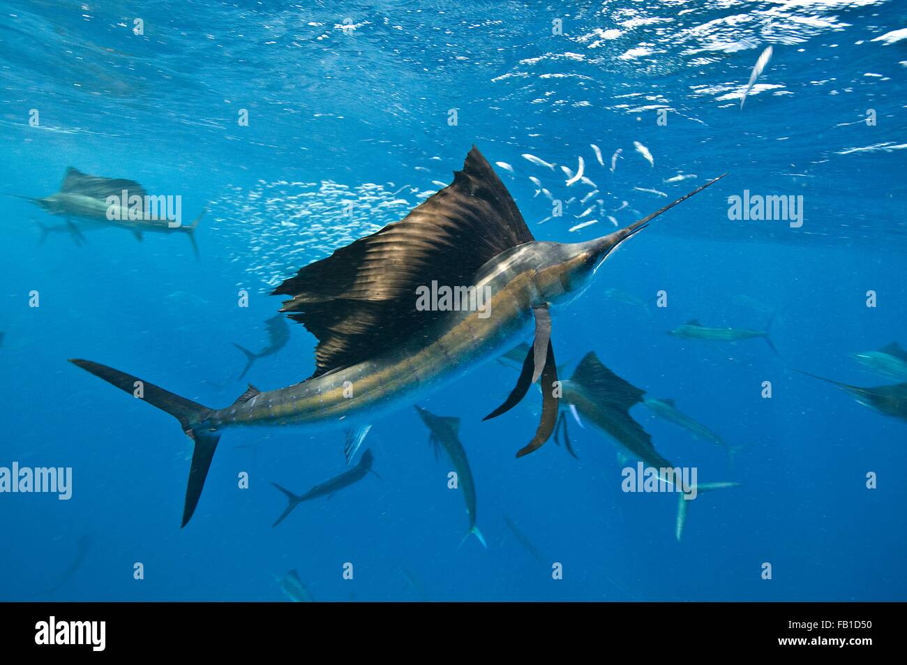 Underwater view of group of sailfish corralling sardine shoal at surface, Contoy Island, Quintana Roo, Mexico Stock Photo