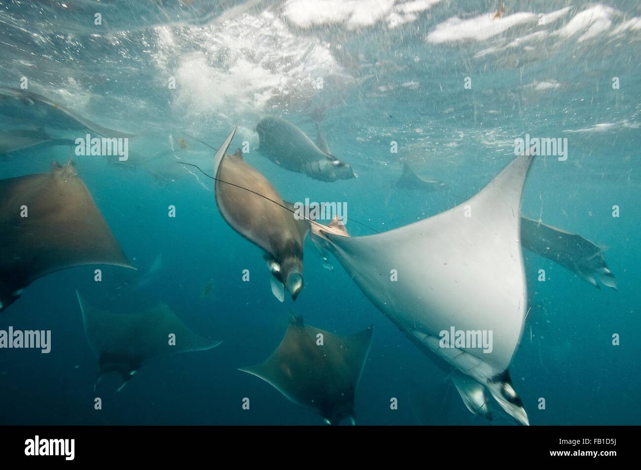 Underwater view of mobula rays gathering for migration around the Yucatan Peninsula, Contoy Island, Quintana Roo, Mexico Stock Photo