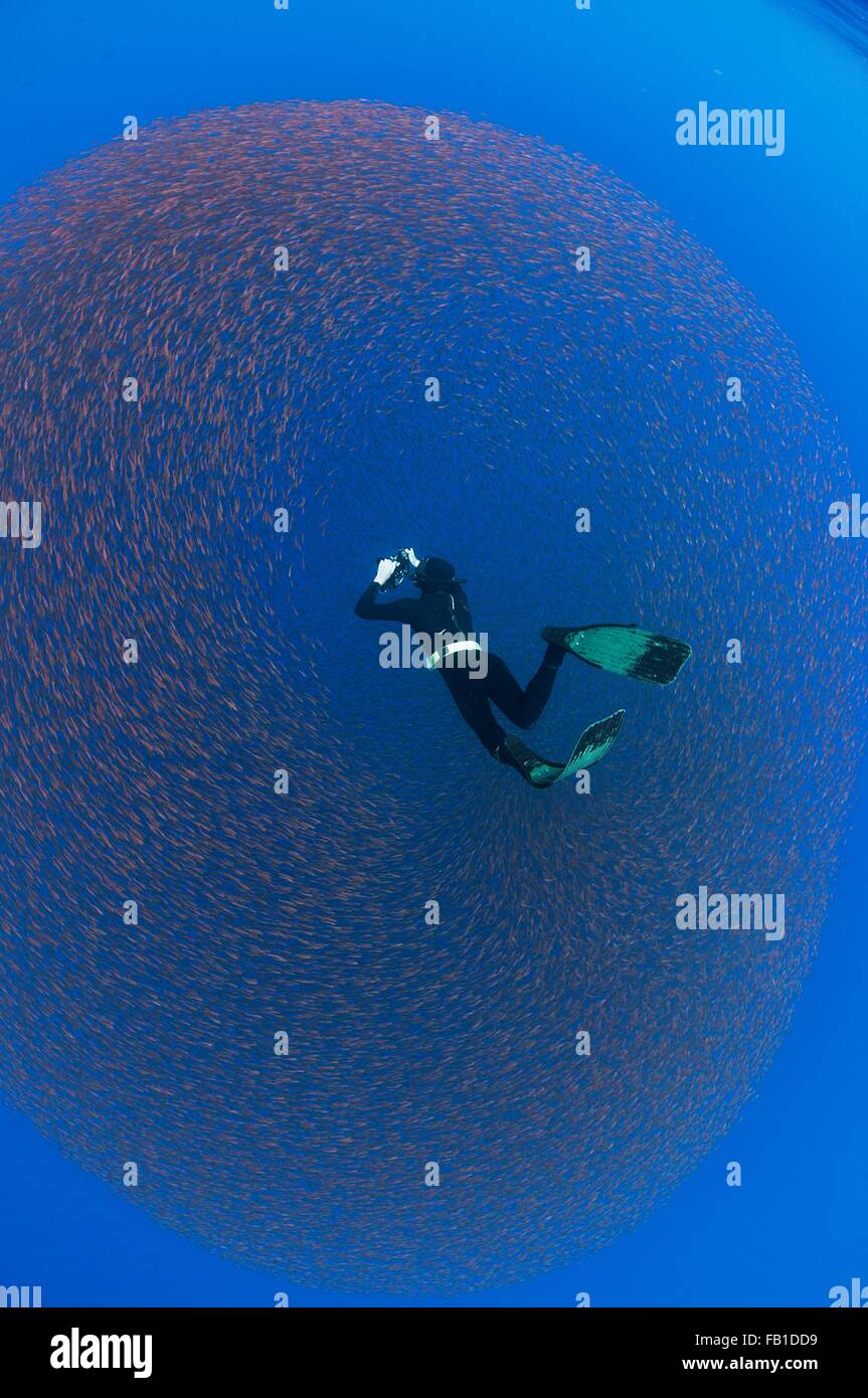 Underwater view of a freediver photographing a baitball of juvenile snappers, San Benedicto Island, Colima, Mexico Stock Photo