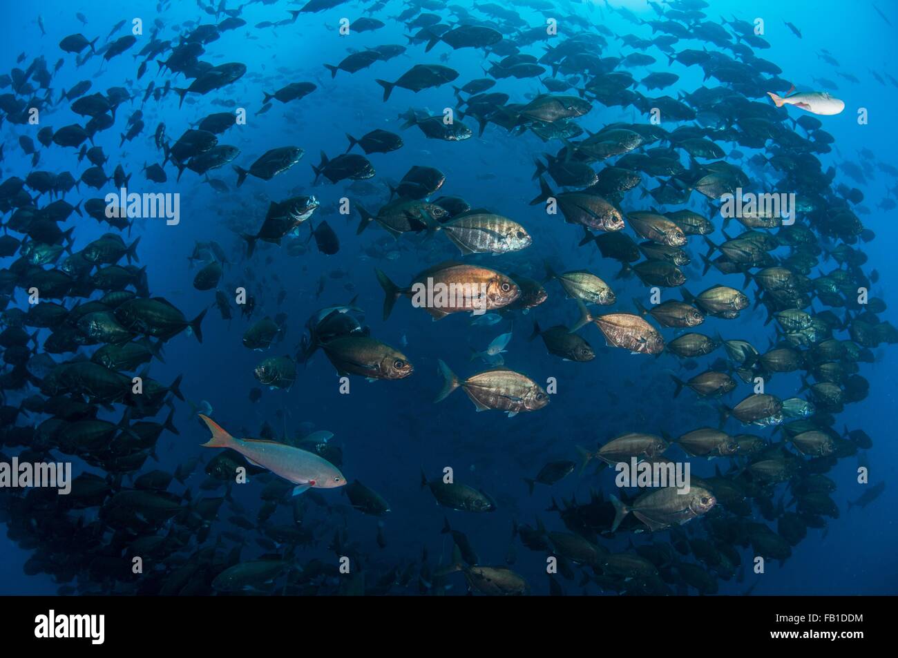 Underwater view variety fish species swimming together deep offshore islands mexican pacific Roca Partida Revillagigedo Mexico Stock Photo