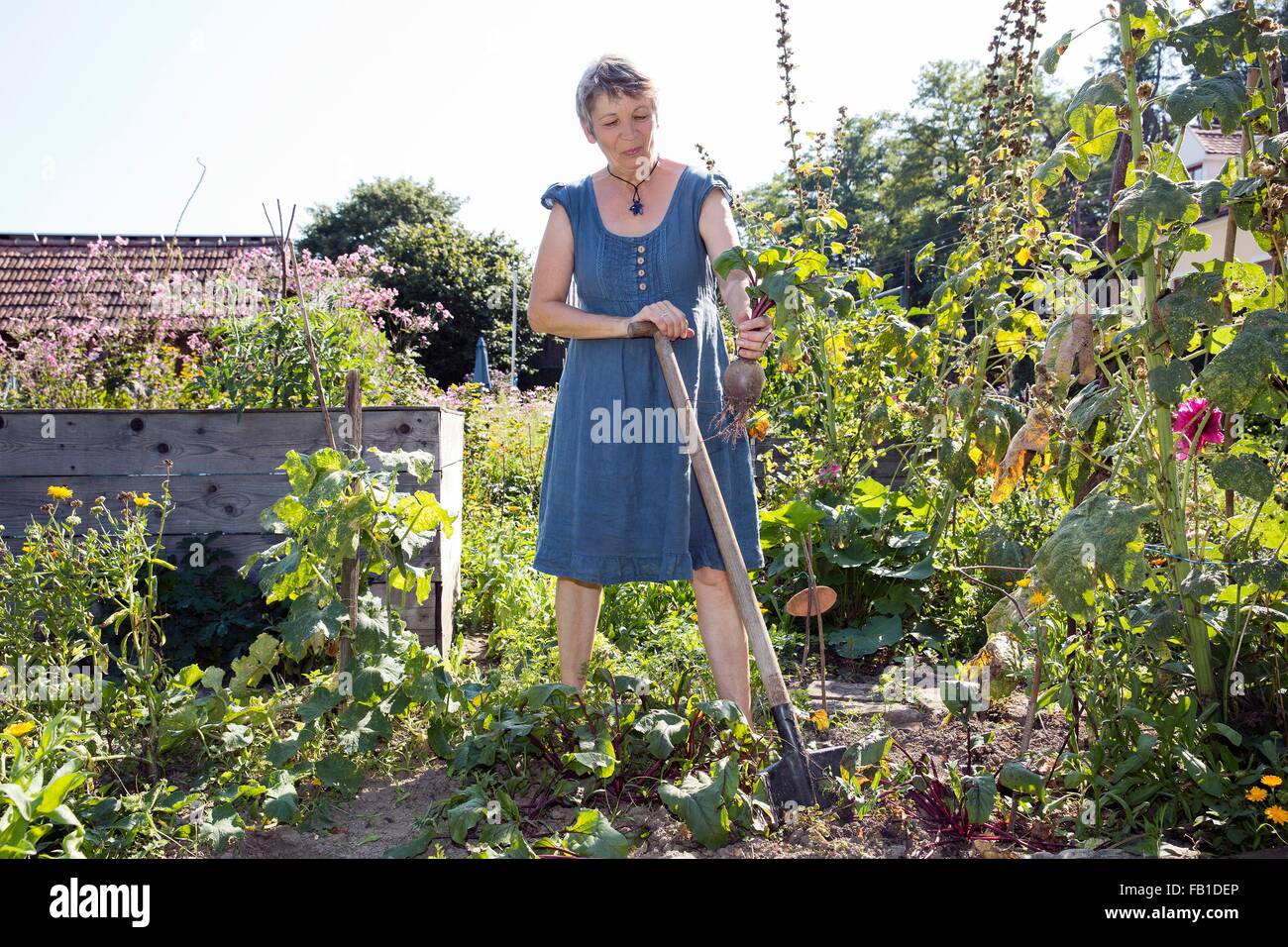Mature woman gardening, digging with spade, holding vegetable in hand Stock Photo