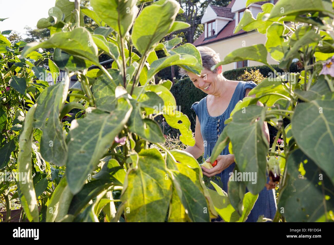 Mature woman gardening, picking fruit Stock Photo