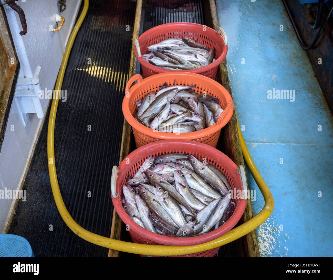 Baskets of freshly caught fish on trawler Stock Photo
