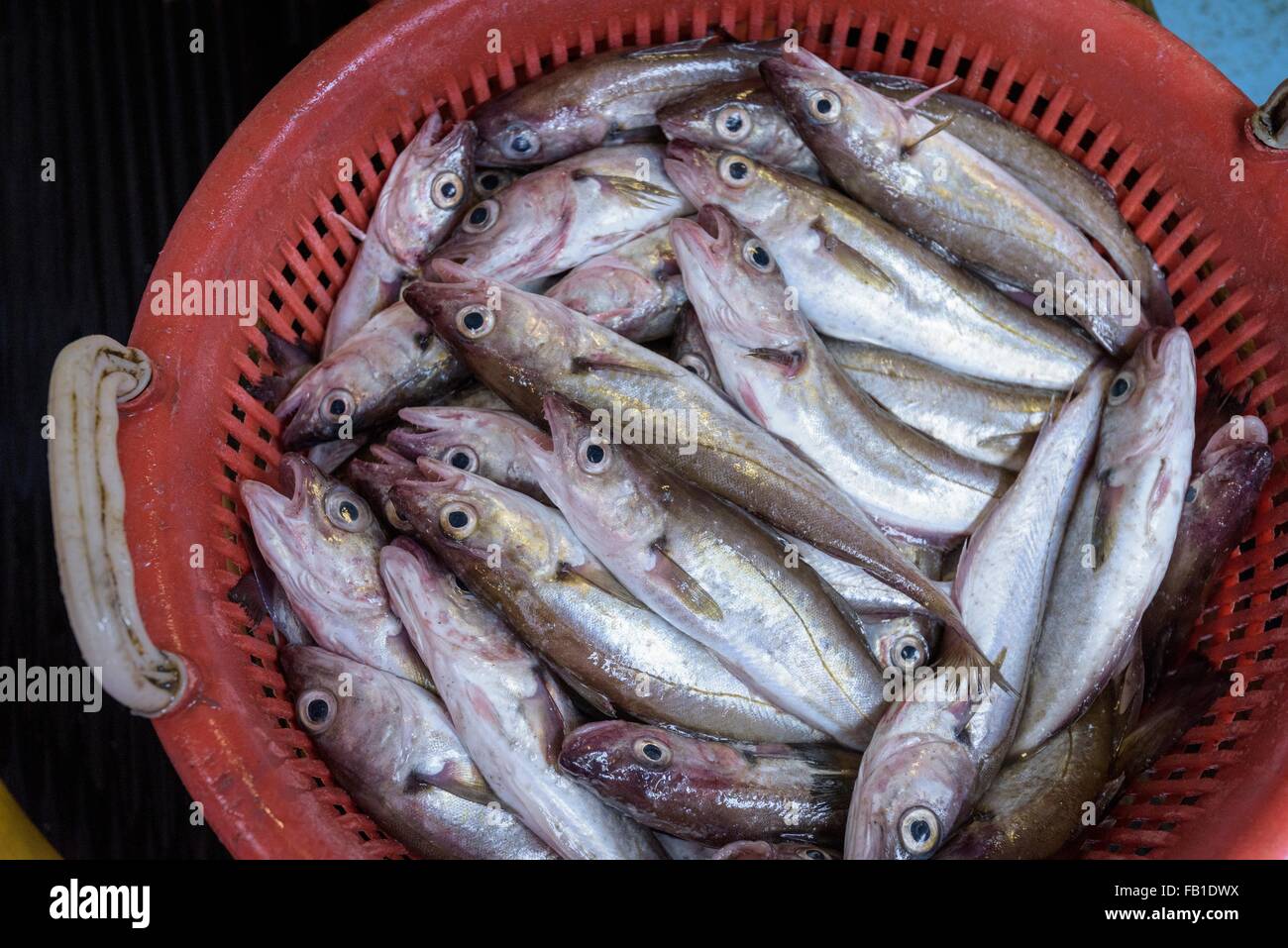 Basket of freshly caught Whiting fish, Merlangius merlangus, on trawler Stock Photo