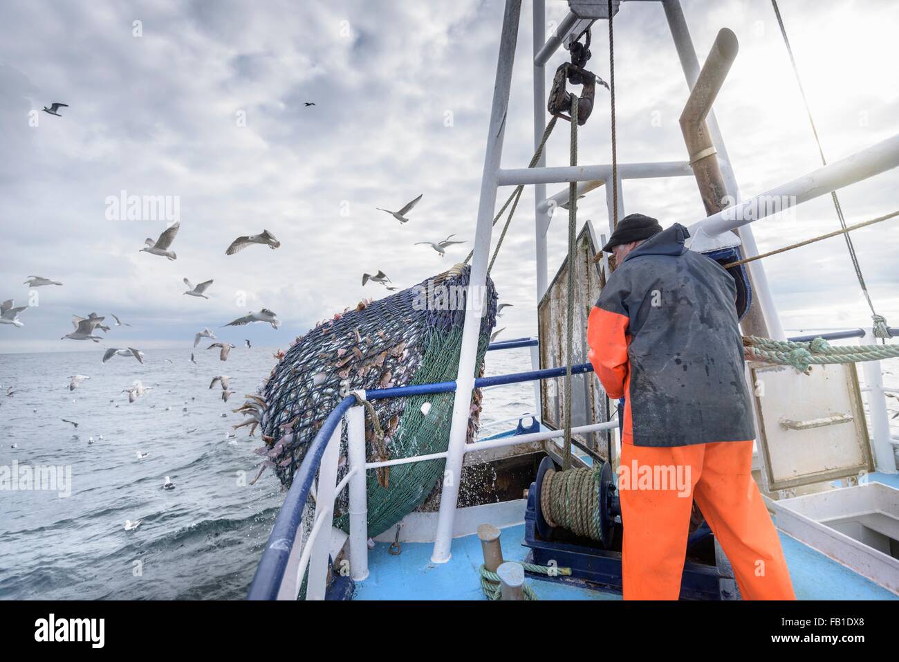 Fisherman emptying net full of fish into hold on trawler Stock Photo