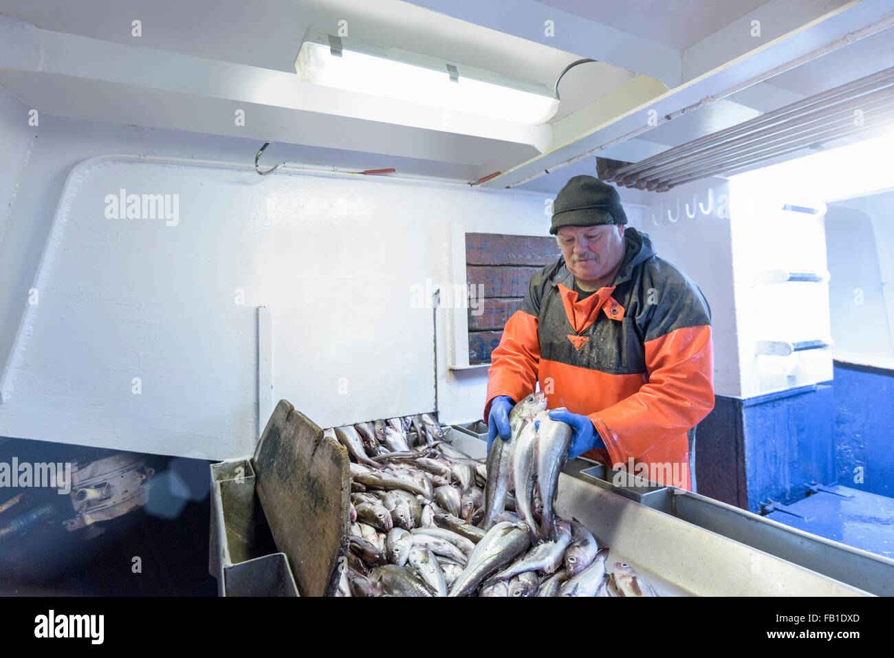 Fisherman sorting fish on trawler Stock Photo