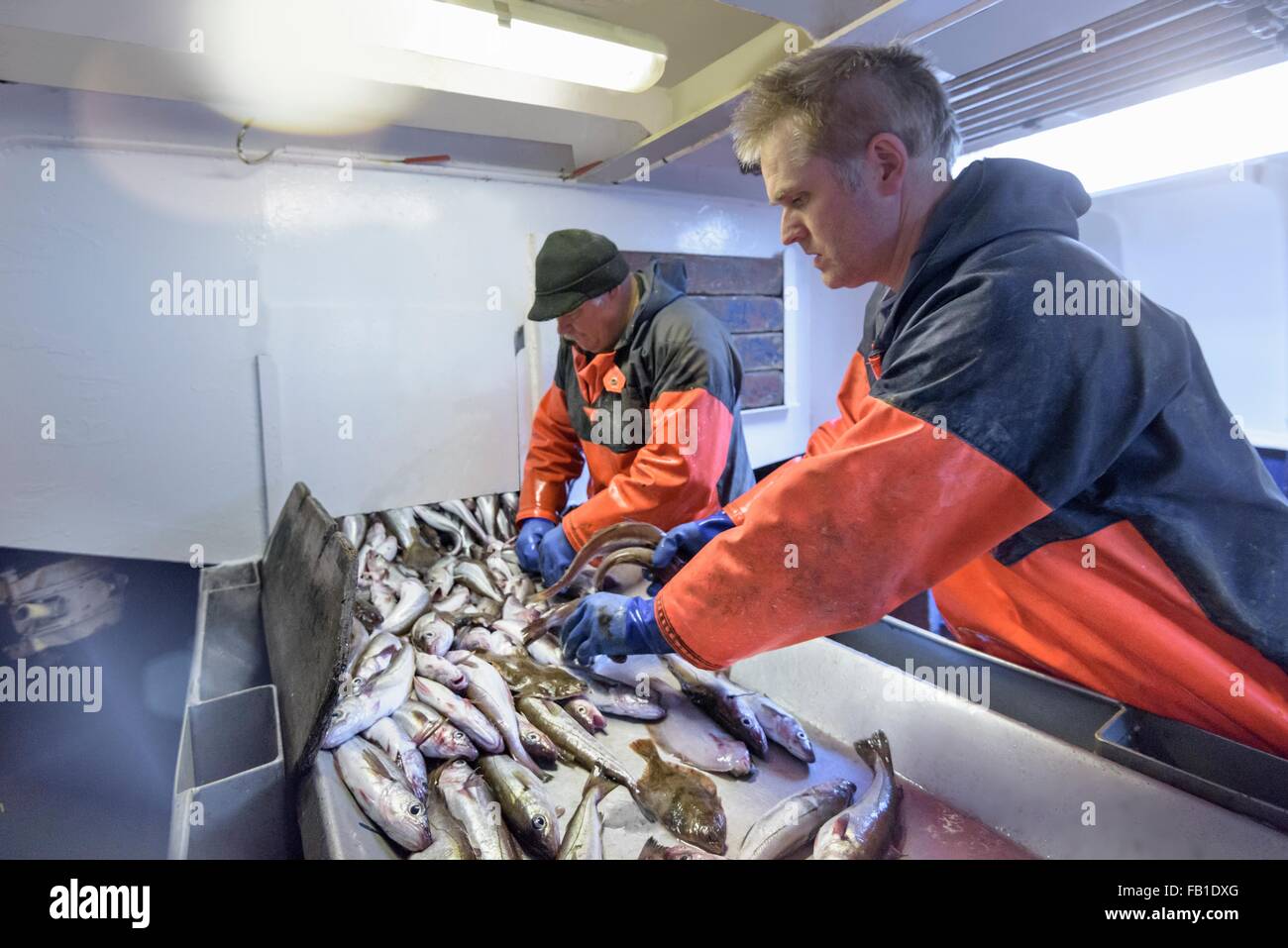 Fishermen sorting fish on trawler Stock Photo