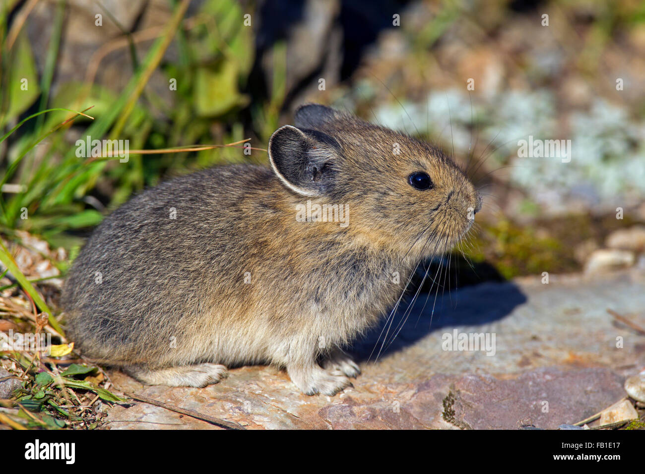 American pika (Ochotona princeps) native to alpine regions of Canada and western US, first victims to global climate change Stock Photo