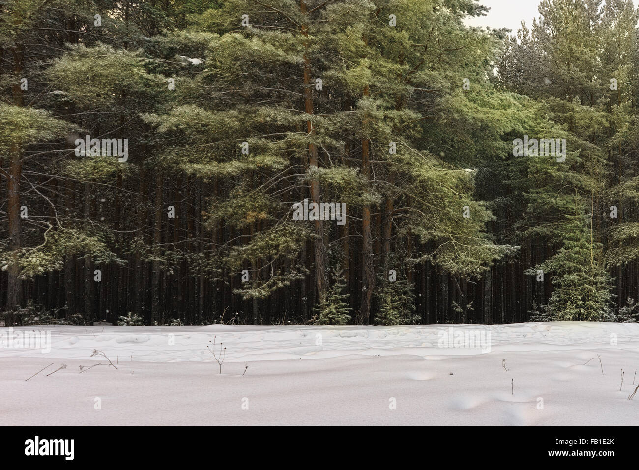 Winter snow scene with forest background Stock Photo - Alamy