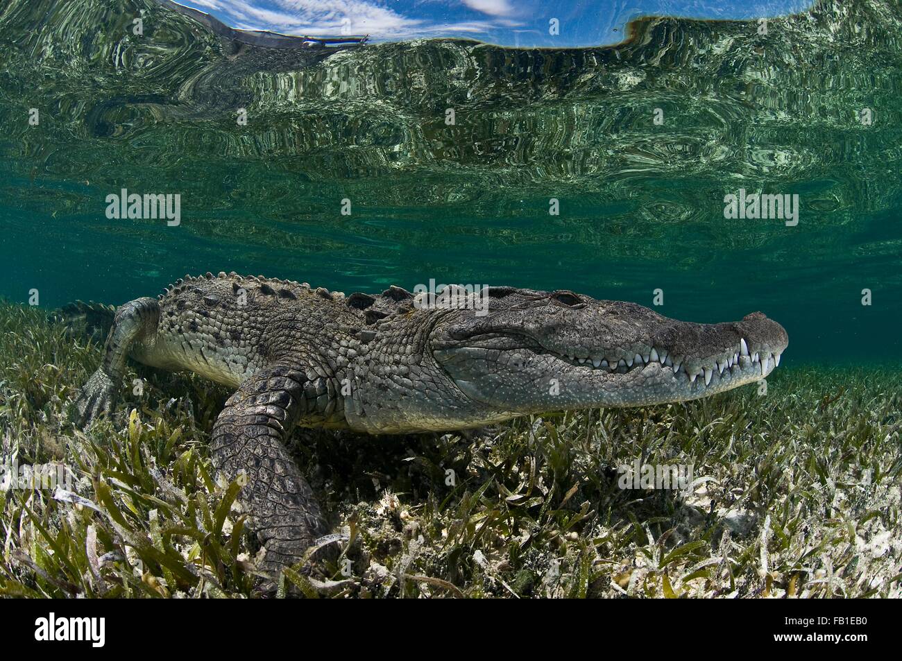 Underwater side view of crocodile on seagrass in shallow water, Chinchorro Atoll, Quintana Roo, Mexico Stock Photo