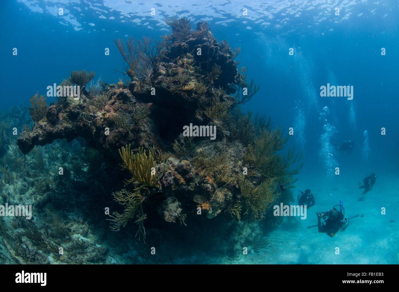 Small group of scuba divers swimming next to giant coral head, Xcalak, Quintana Roo, Mexico Stock Photo