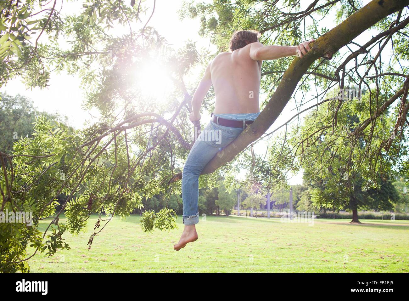 Park Summer Sun Tree High Resolution Stock Photography and Images - Alamy