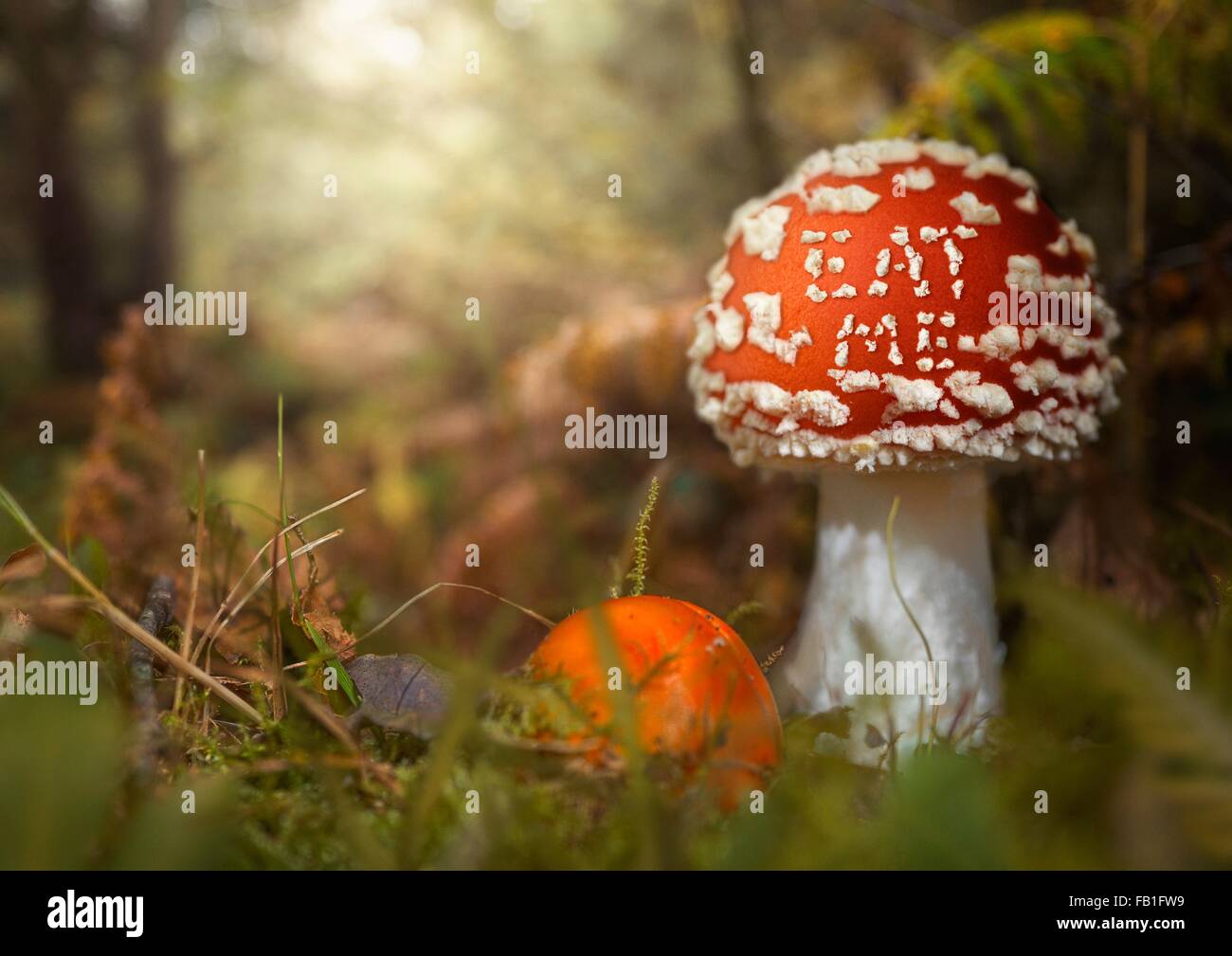 Close up of fly agaric mushroom, Coombe Valley, UK Stock Photo