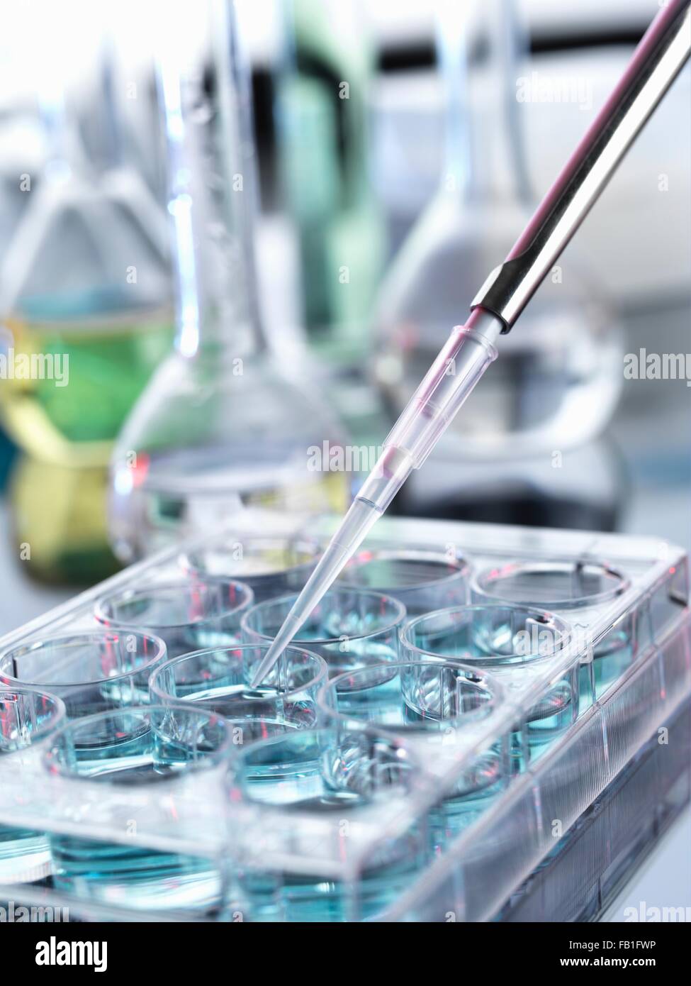 Pipetting drops of liquid into multiwell dish Stock Photo