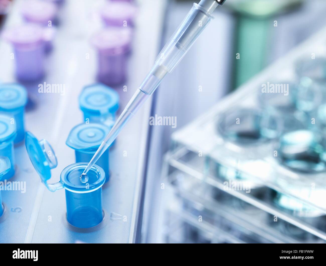 Pipetting drops of liquid into eppendorf tubes, high angle view Stock Photo