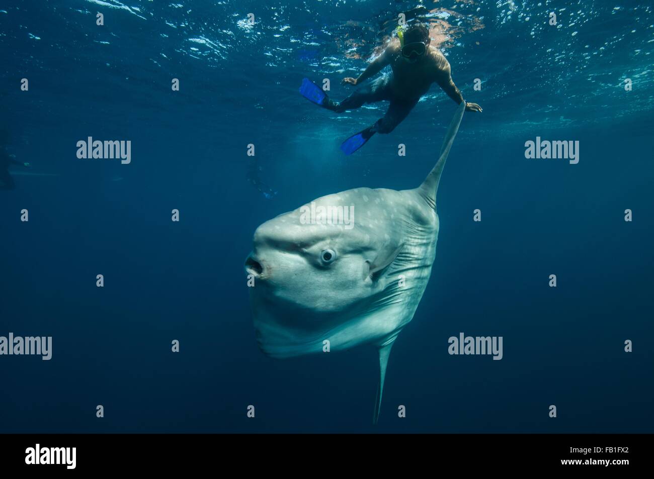 Mola mola fish diver hi-res stock photography and images - Alamy