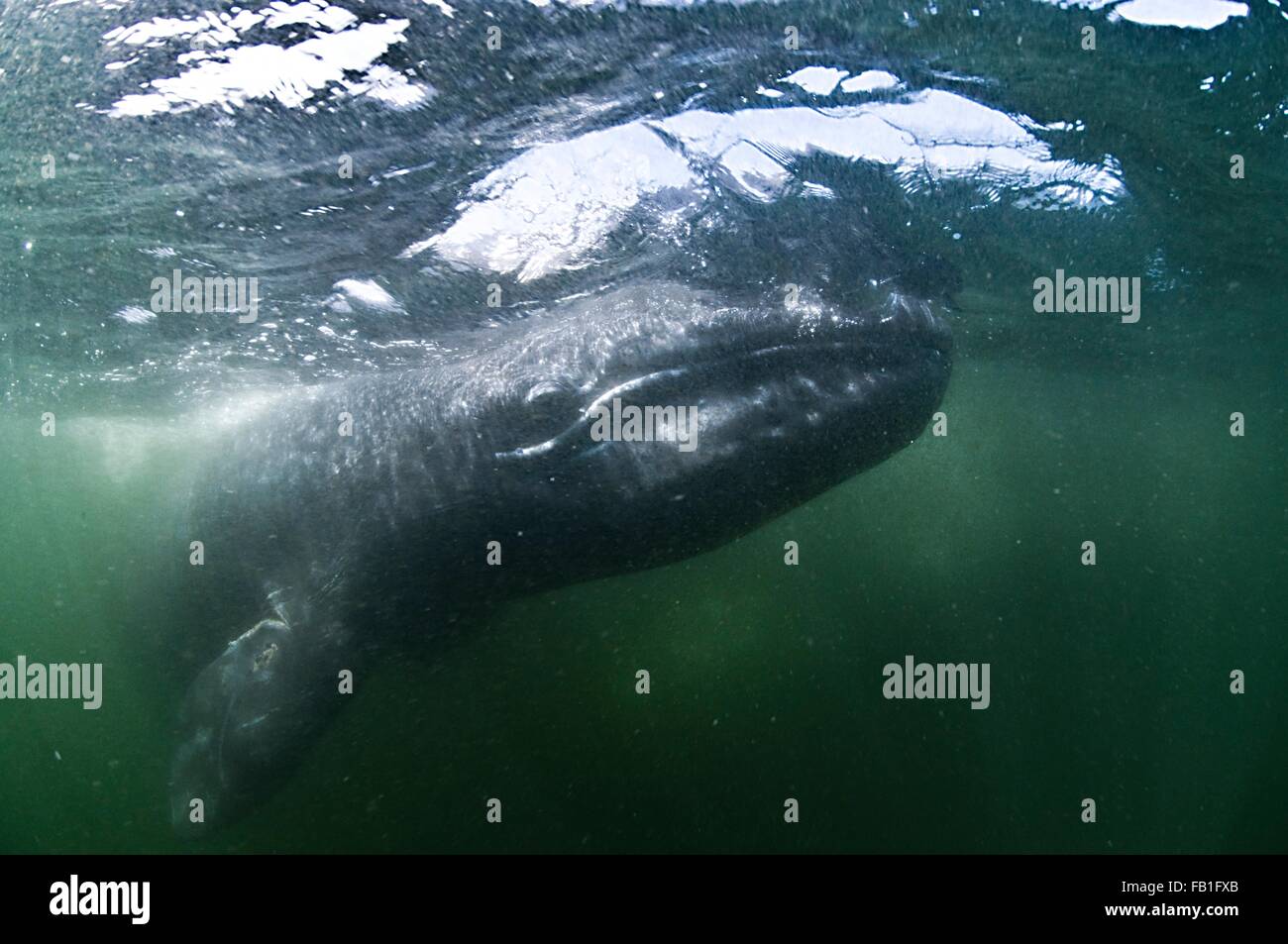 Gray whale underwater hi-res stock photography and images - Alamy