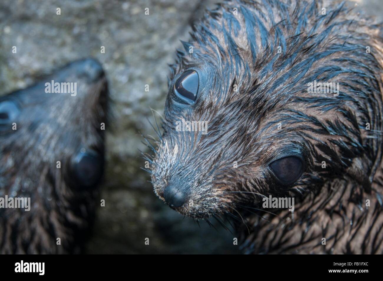 Overhead close up of Guadalupe fur seal pups ;looking up at camera, Guadalupe Island, Baja California, Mexico Stock Photo