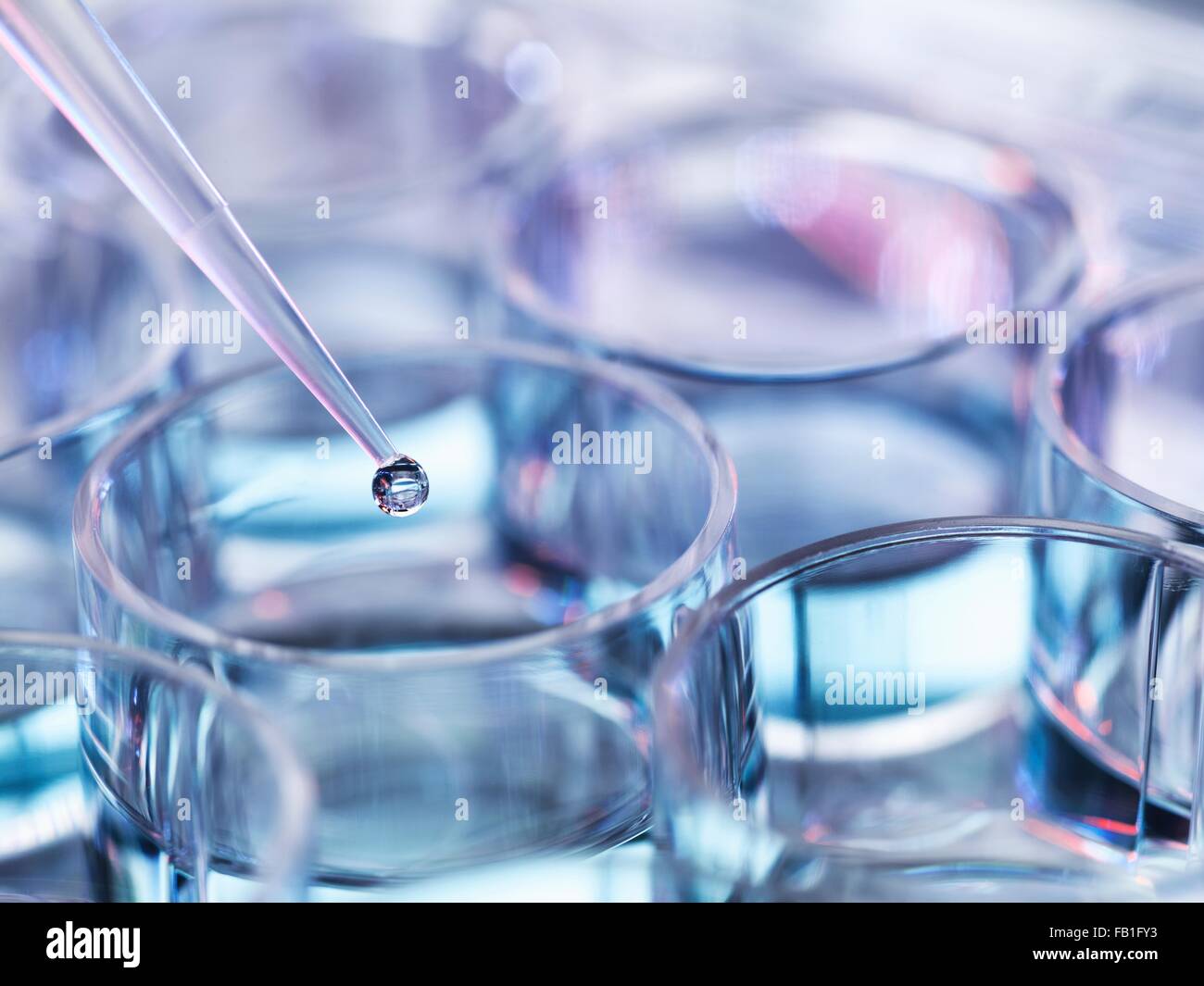 Pipetting droplets of liquid into multiwell dish, high angle view Stock Photo