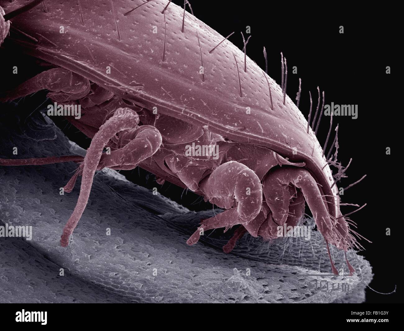 Coloured SEM of mites on back of pillbug Stock Photo