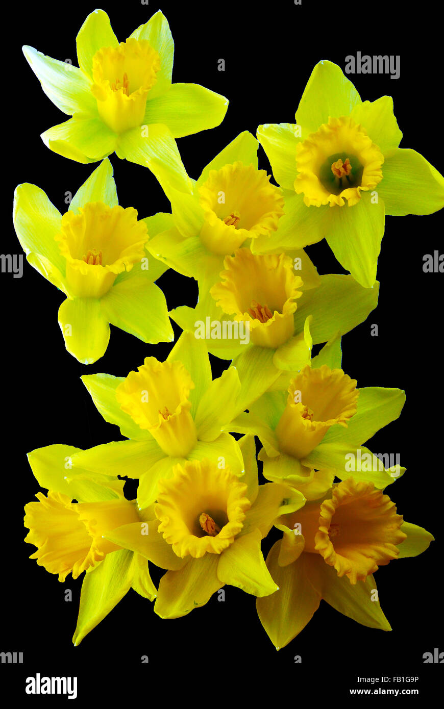 bunch of daffodils Stock Photo Alamy