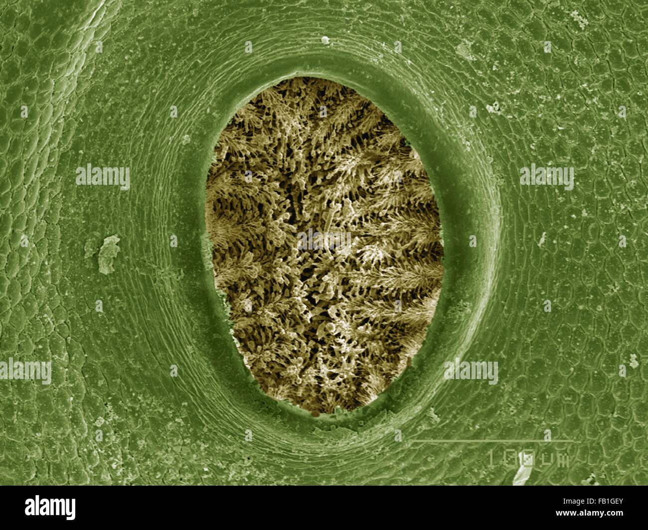 Coloured SEM of spiracle of caterpillar (Psychidae) Stock Photo