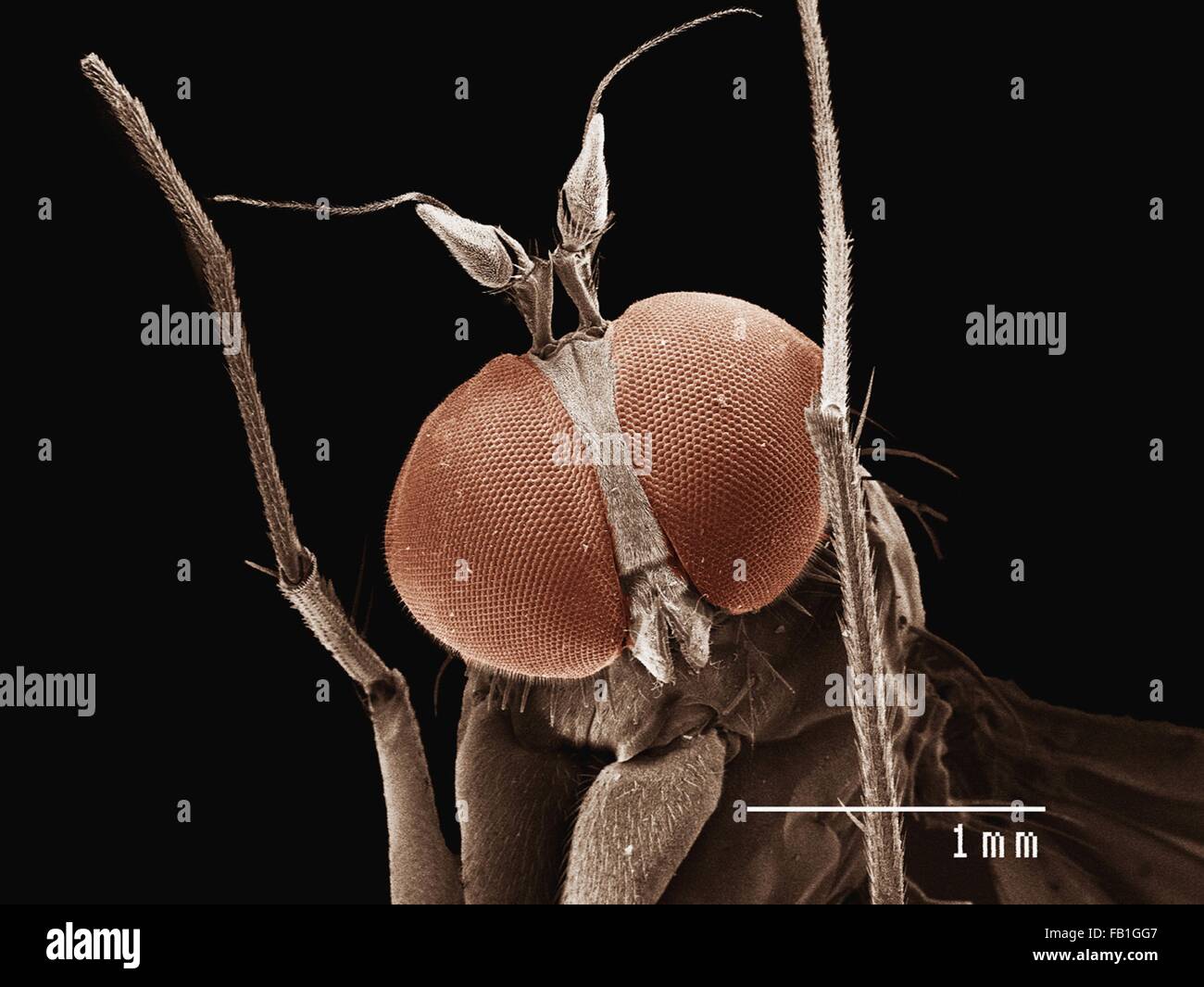 Coloured SEM of small fly (Diptera) Stock Photo