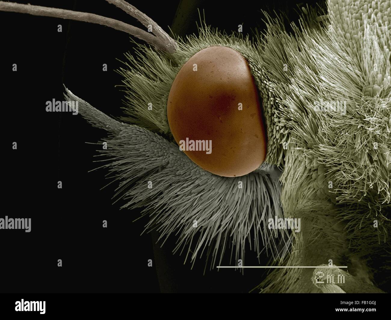 Coloured SEM of head of cabbage butterfly (Pieridae) Stock Photo