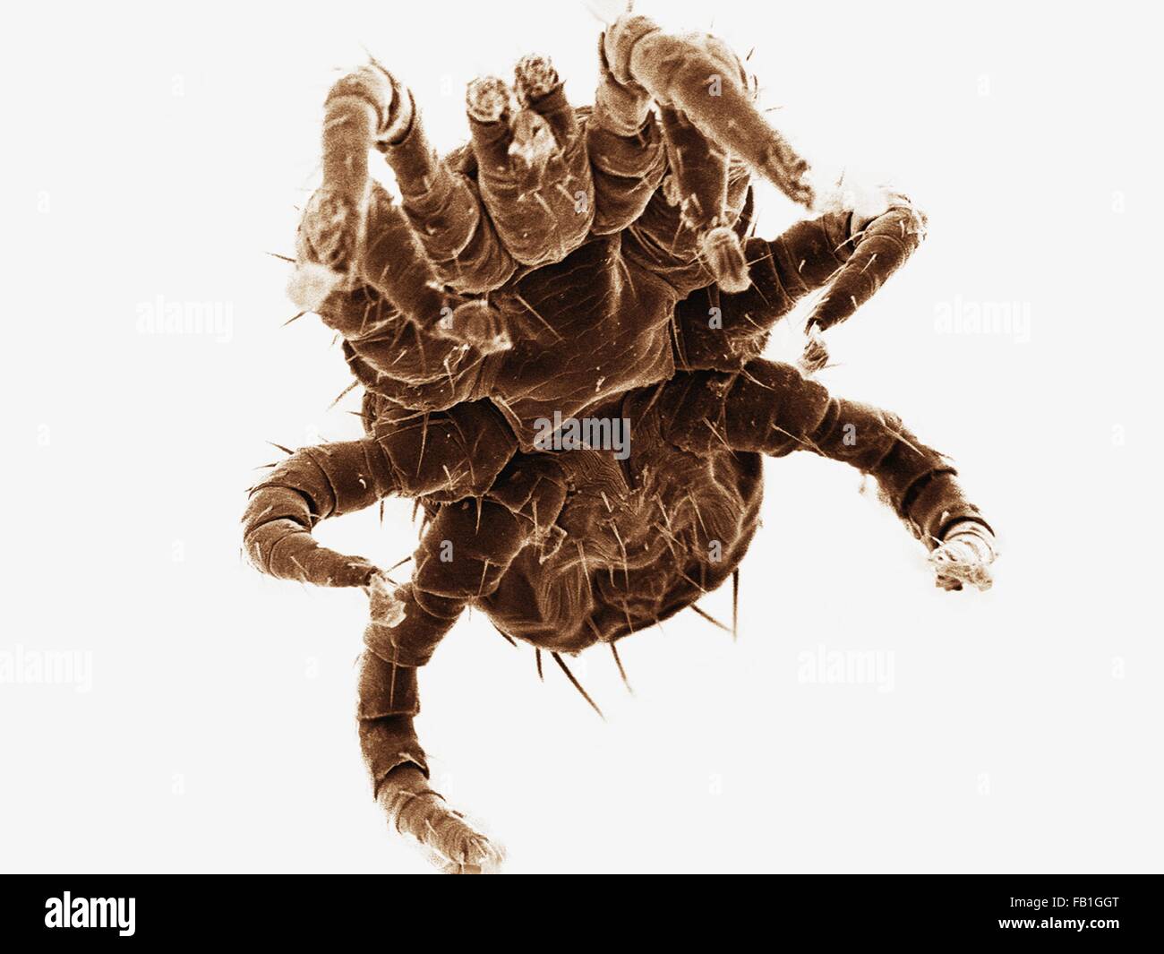 Coloured SEM of ectoparasitic mite collected from bat Stock Photo