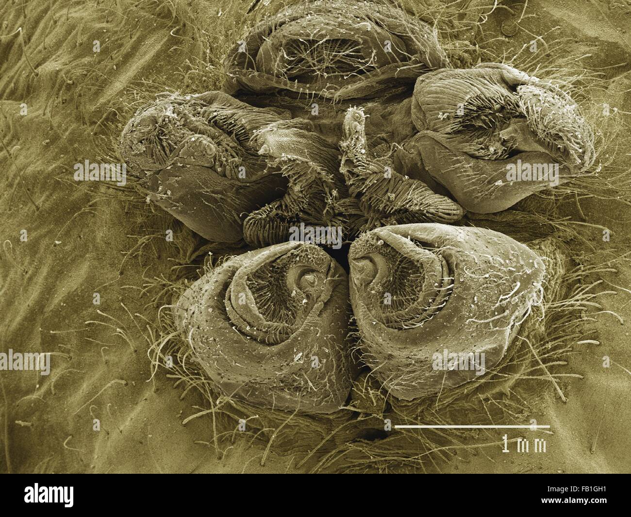 Spider spinneret web micrograph hi-res stock photography and images - Alamy