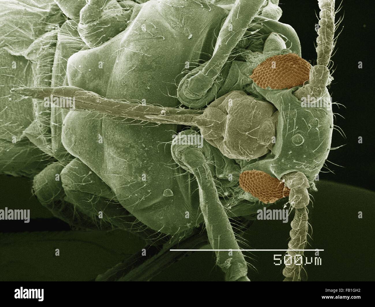 Coloured SEM of winged adult aphid Stock Photo