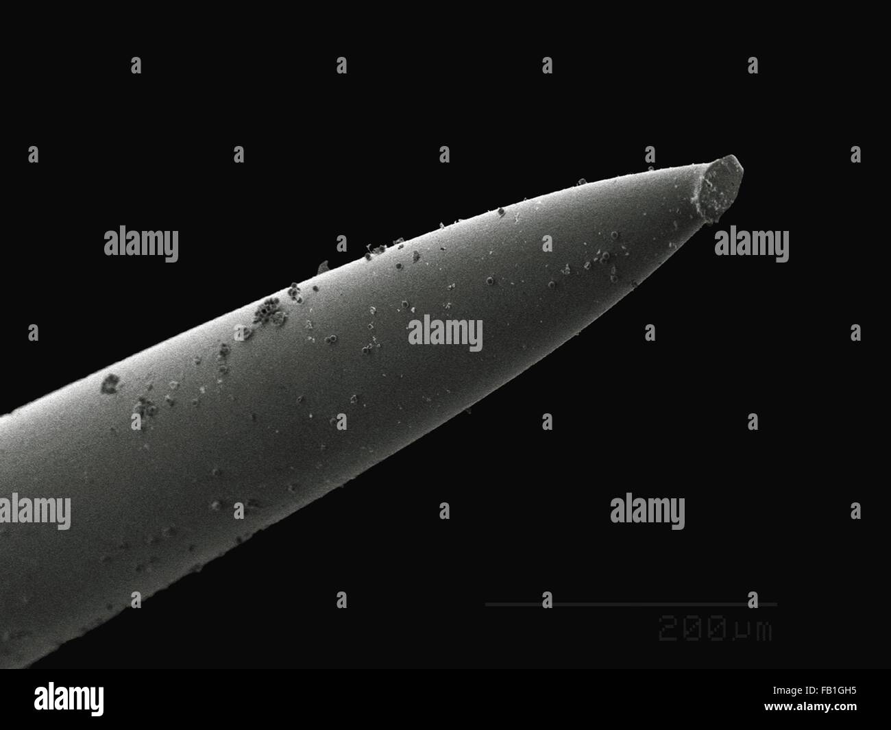 Coloured SEM of acupuncture needle Stock Photo Alamy