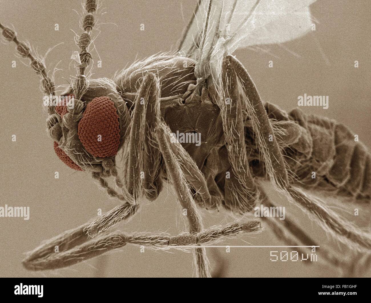 Coloured SEM of eye of sand fly (Ceratopogonidae) Stock Photo