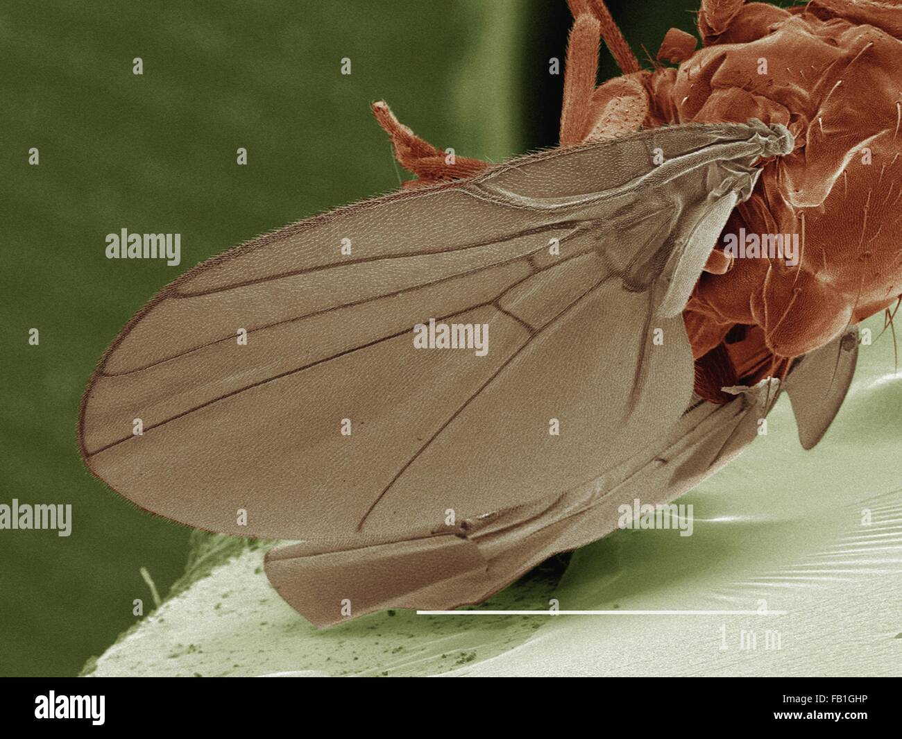 Coloured SEM of leaf mining fly (Agromyzidae) Stock Photo