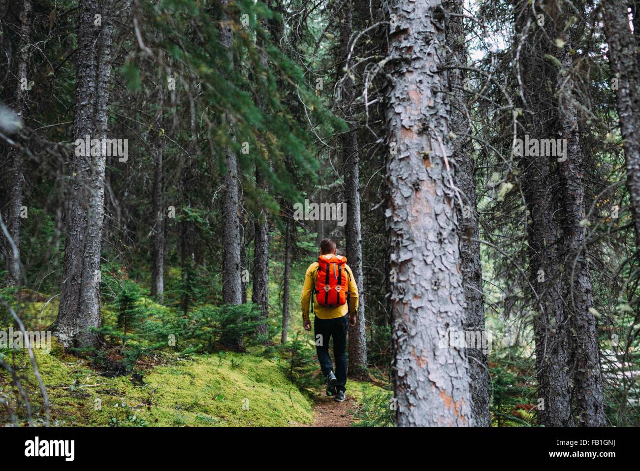 Rear view of mid adult man carrying orange backpack trekking through forest, Moraine lake, Banff National Park, Alberta Canada Stock Photo