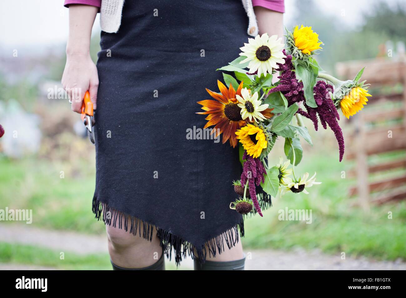 Waist down view of woman cutting fresh flowers at allotment Stock Photo