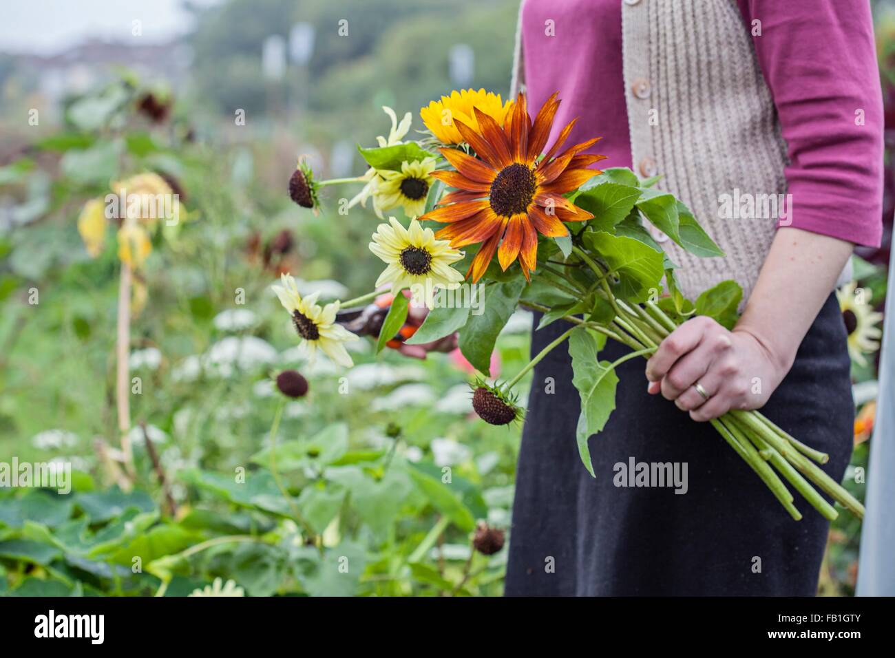 Cropped view of woman cutting fresh flowers at allotment Stock Photo