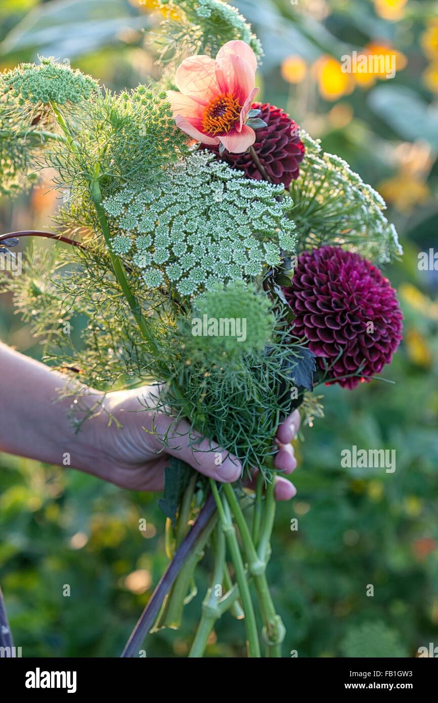 Hand of woman holding fresh flowers and ferns at allotment Stock Photo