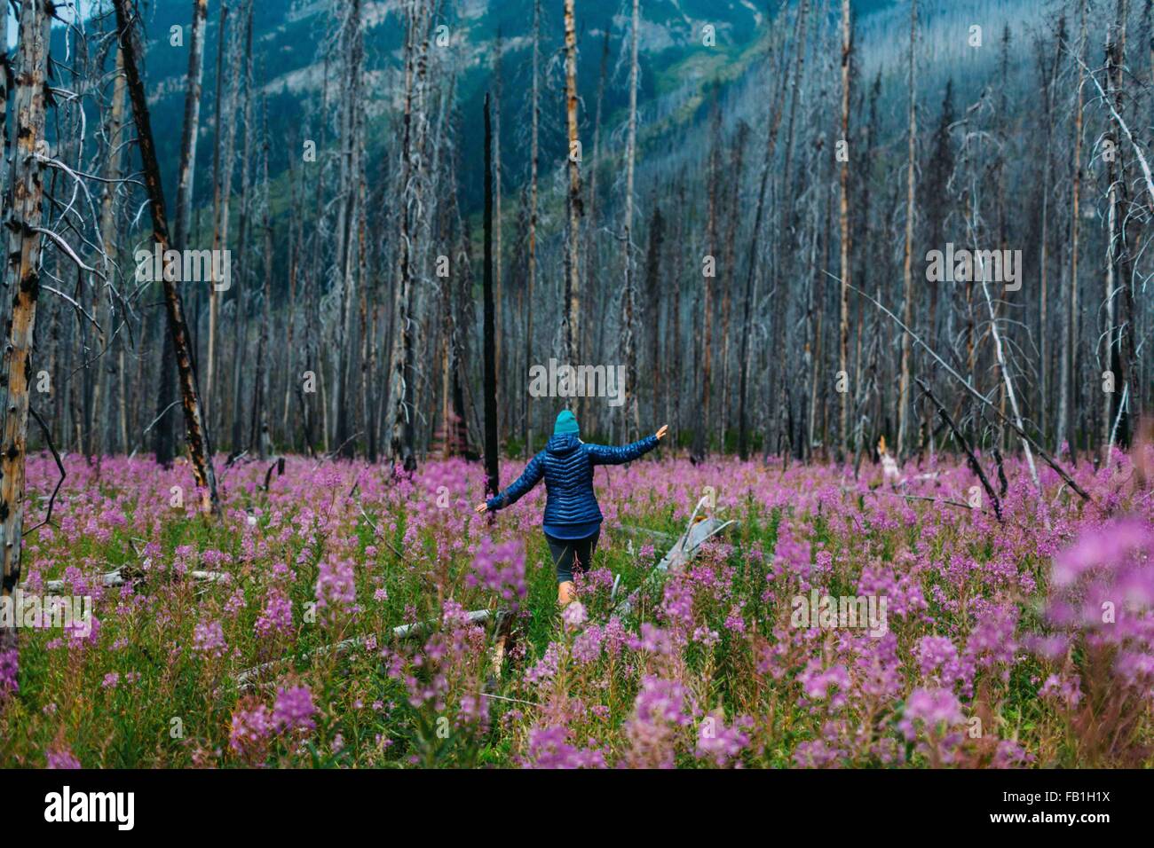 Rear view of mid adult woman balancing on fallen tree in field of wildflowers, Moraine lake, Banff National Park, Alberta Canada Stock Photo