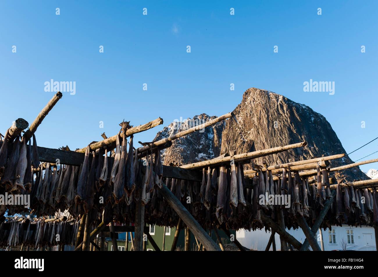 Cod fish drying on racks,  Hamnoy, Lofoten Islands, Norway Stock Photo