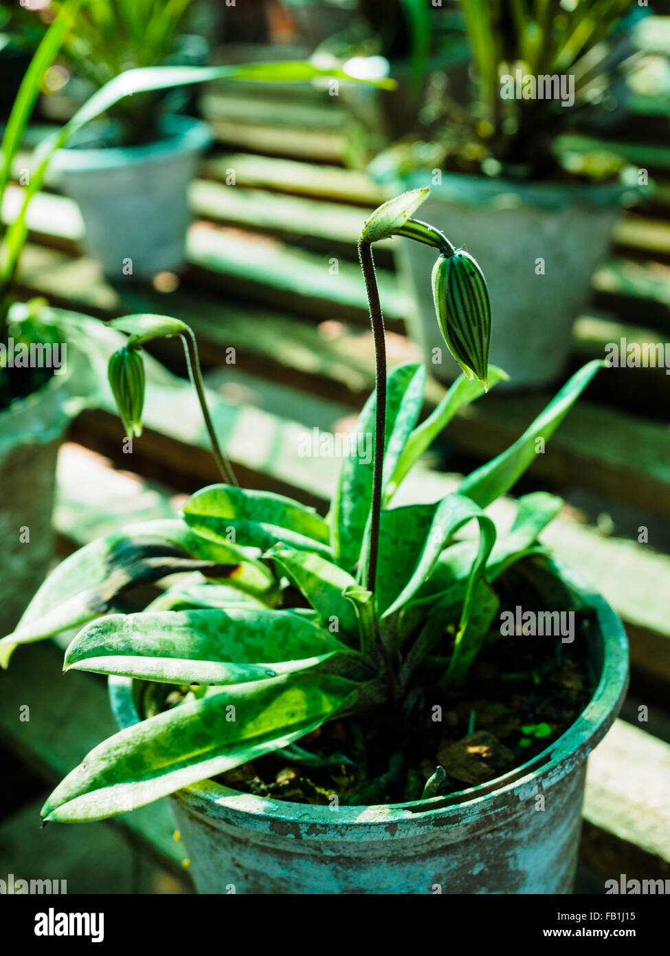 The Black-Orchid, rare and endemic plant of northern Myanmar Stock Photo